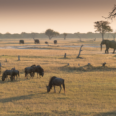 Track big game in Hwange National Park