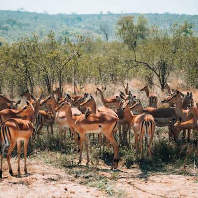 Cape Town to Mauritius: Wine, Wildlife & Island Bliss