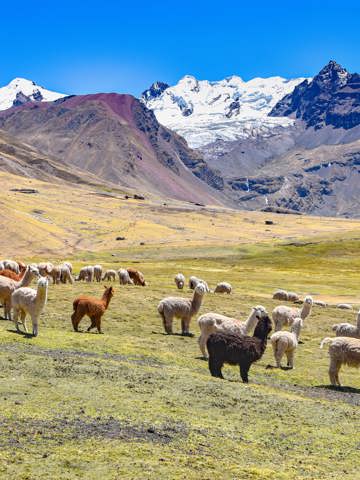 Andean comfort food in Cusco and the Sacred Valley