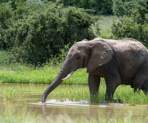 Six Nights in Zimbabwe: Wild Luxury at the Heart of Hwange