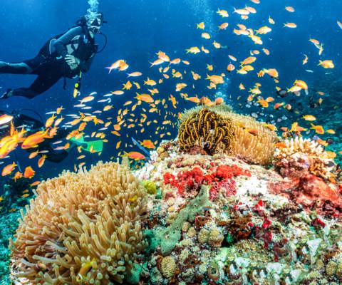 Take a dive beneath the Indian Ocean