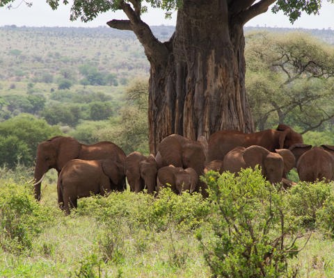 Safari in Tarangire, Selous, or Ruaha