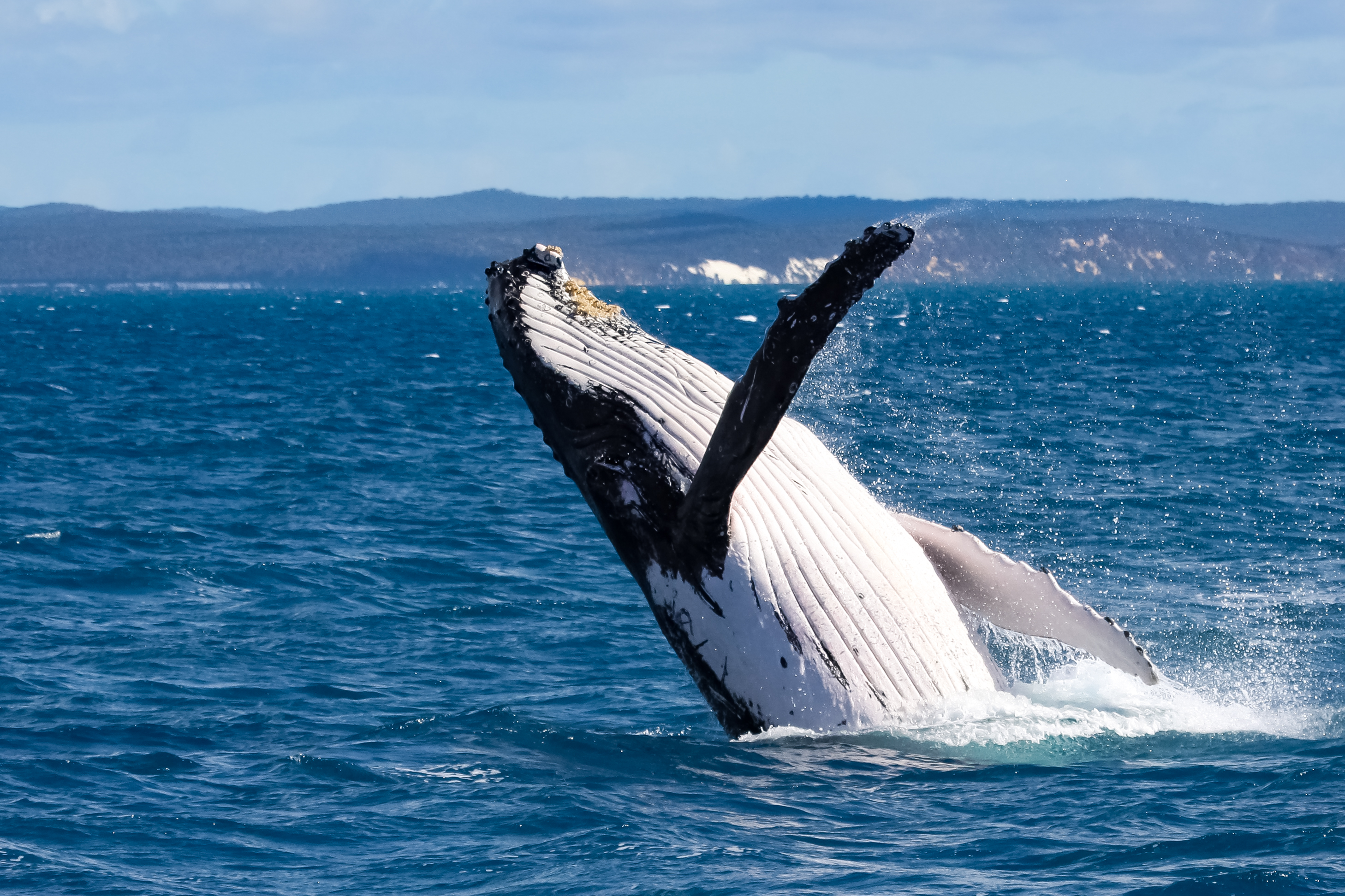 Your guide to the best, most responsible whale watching destinations