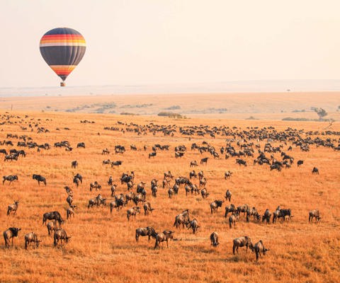 Track the Great Migration 