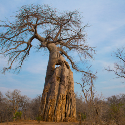 Explore wild, remote Gonarezhou