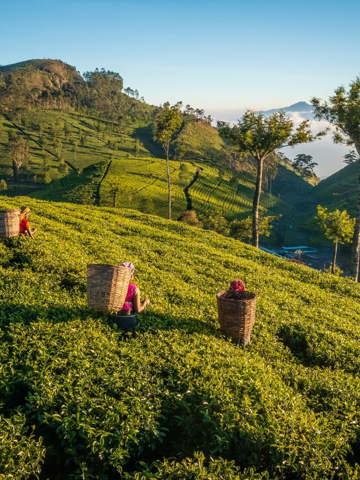 Ride the train through tea country