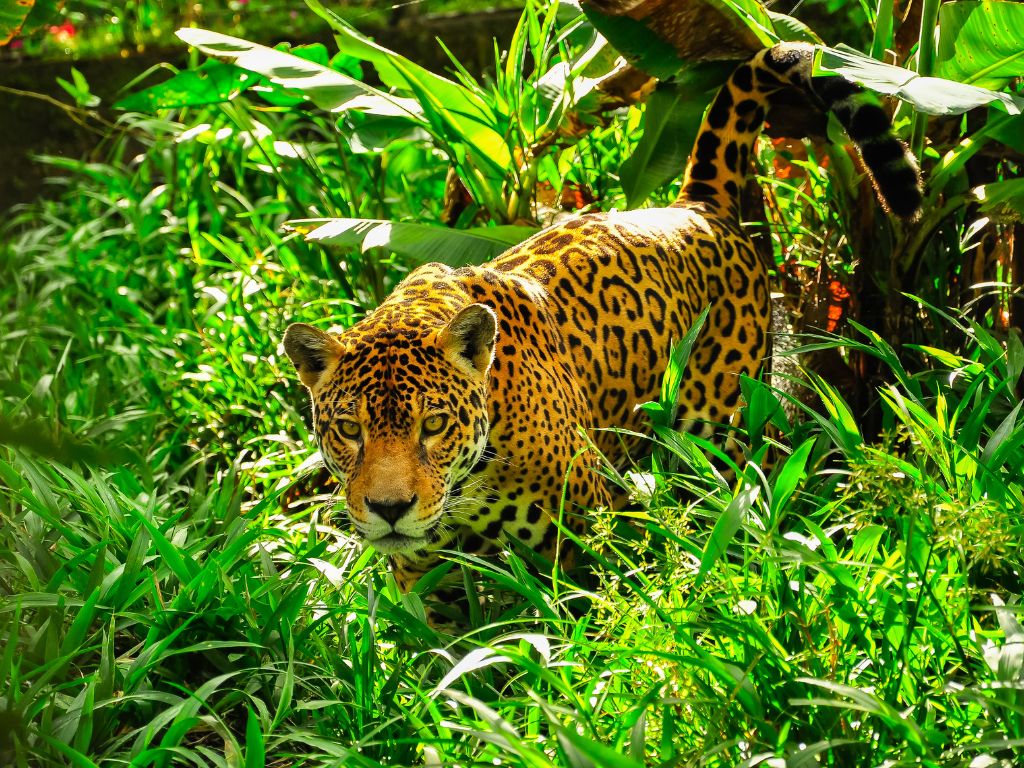 A 7-Day Adventure Through Brazil