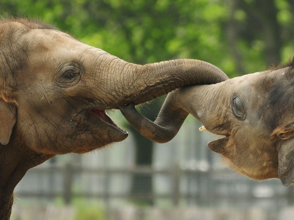 Our top tips for responsible wildlife viewing