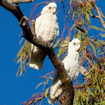 Explore the Australian Outback