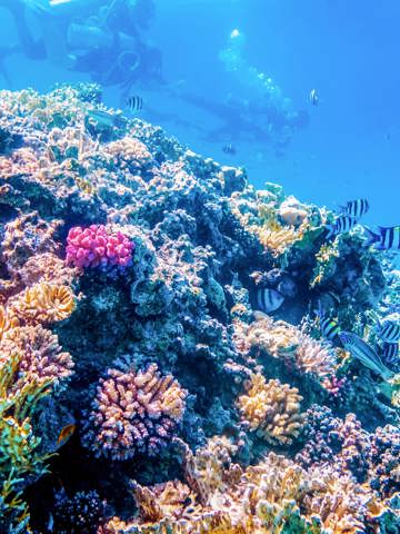 Dive or snorkel in Cozumel