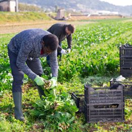 Farming (1)