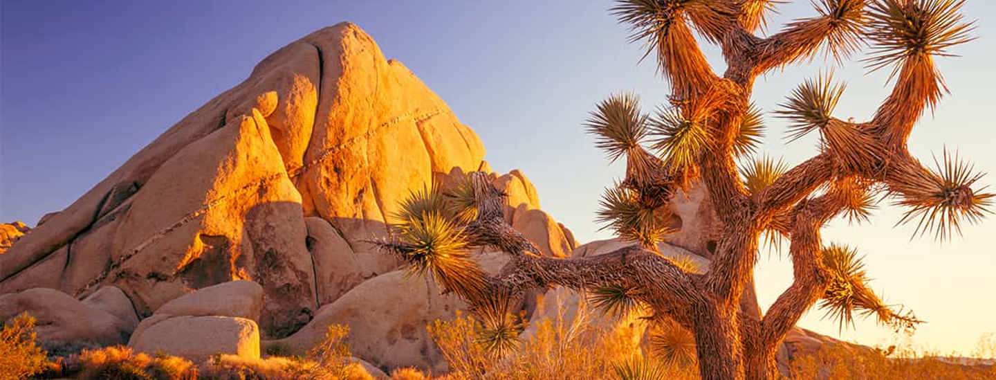 Joshua Tree 2