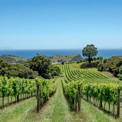 Waiheke Island for wine and walks