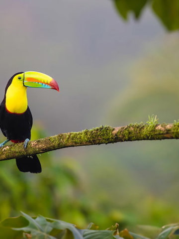 Discover Costa Rica's wildlife 