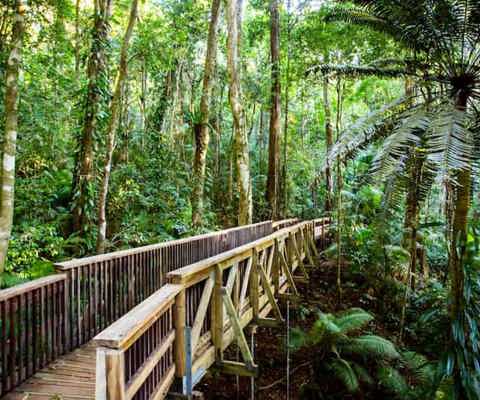 North Australia: reef adventures & rainforest retreats 
