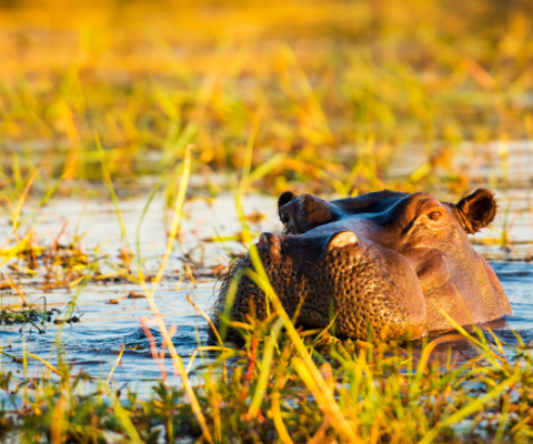 A Romantic Botswana Safari: Five Nights Between Chobe and the Khwai