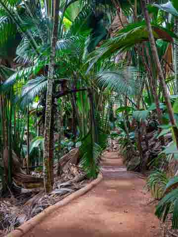 Explore Vallée de Mai forest reserve