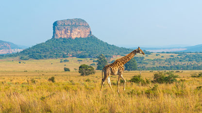 Africa