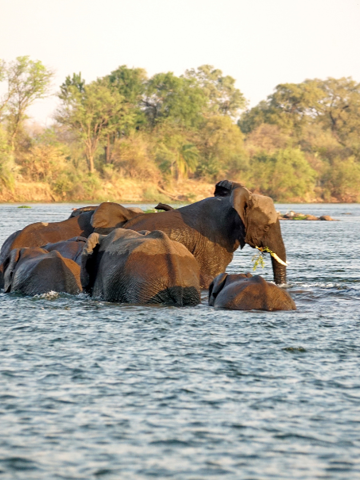 Sundowners on the Zambezi