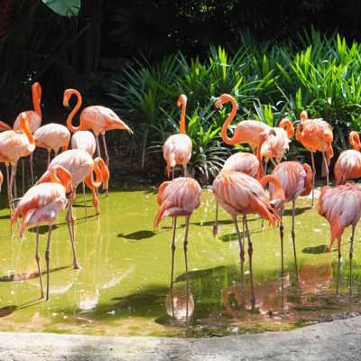Bird Paradise