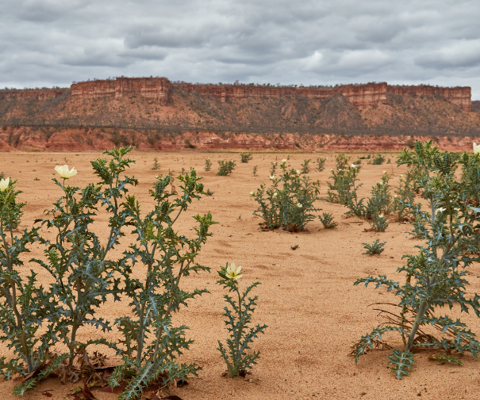 Explore wild, remote Gonarezhou