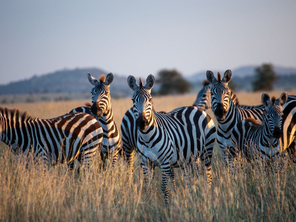Discover South Africa's Natural Heritage: National Parks Week 2025