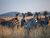 Discover South Africa's Natural Heritage: National Parks Week 2025