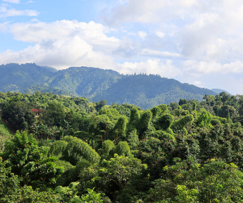 Coffee plantations 